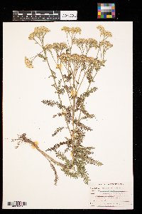 Achillea millefolium image