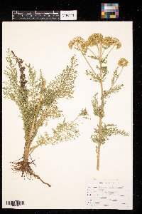 Achillea millefolium image