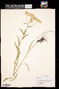 Achillea millefolium image