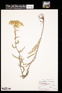 Achillea millefolium image