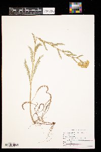 Achillea millefolium image