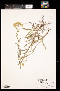 Achillea millefolium image