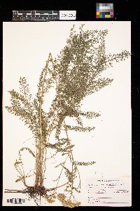 Achillea millefolium image