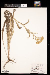 Achillea millefolium image