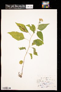 Ageratina altissima image