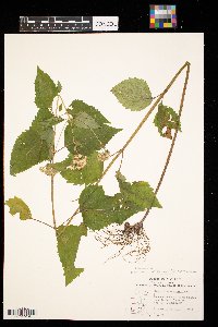 Ageratina altissima image