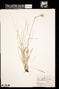 Agoseris glauca image