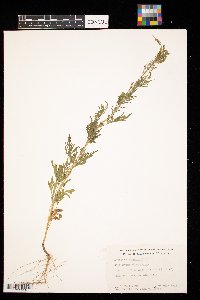 Ambrosia artemisiifolia image