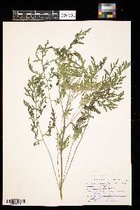 Ambrosia artemisiifolia image