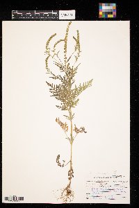 Ambrosia artemisiifolia image