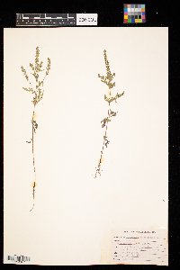 Ambrosia artemisiifolia image