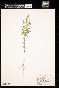 Ambrosia artemisiifolia image