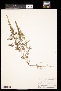 Ambrosia artemisiifolia image