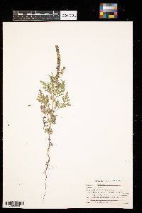 Ambrosia artemisiifolia image