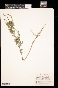 Ambrosia artemisiifolia image