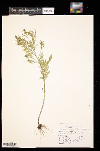 Ambrosia artemisiifolia image