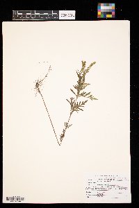 Ambrosia artemisiifolia image