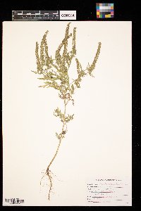 Ambrosia artemisiifolia image