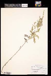 Ambrosia artemisiifolia image