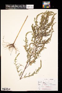 Ambrosia artemisiifolia image