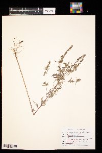 Ambrosia artemisiifolia image