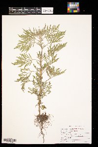 Ambrosia artemisiifolia image