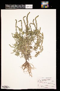 Ambrosia artemisiifolia image