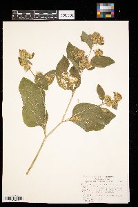 Arctium minus image