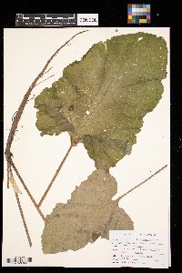 Arctium minus image