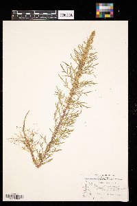 Artemisia biennis image