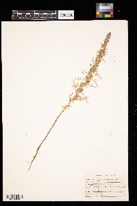 Artemisia biennis image