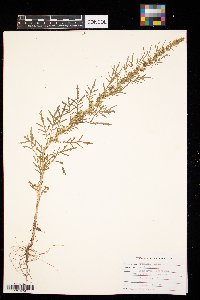 Artemisia biennis image