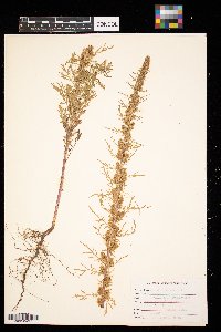 Artemisia biennis image