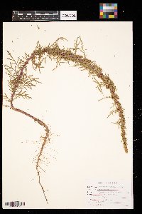 Artemisia biennis image