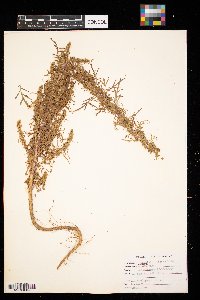 Artemisia biennis image