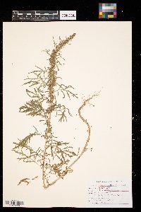 Artemisia biennis image