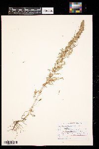 Artemisia biennis image