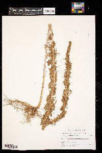 Artemisia biennis image