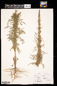 Artemisia biennis image