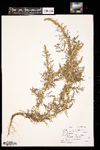 Artemisia biennis image