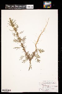 Artemisia biennis image