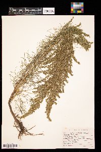 Artemisia campestris image