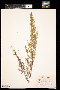 Artemisia campestris image