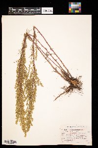 Artemisia campestris image