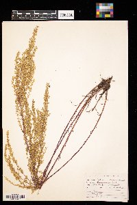 Artemisia campestris image