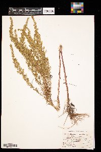 Artemisia campestris image