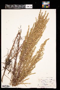 Artemisia campestris image