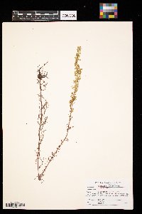 Artemisia campestris image