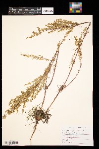 Artemisia campestris image