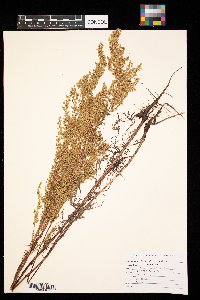 Artemisia campestris image